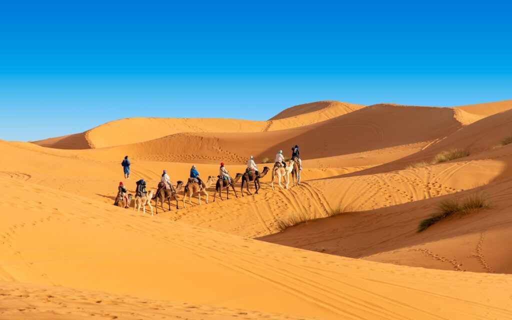 Sahara Desert Experiences: camel caravan crossing the golden dunes of the Moroccan Sahara under a clear blue sky